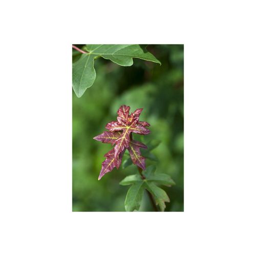 4063654244073 - Acer campestre Feldahorn 60–100 cm