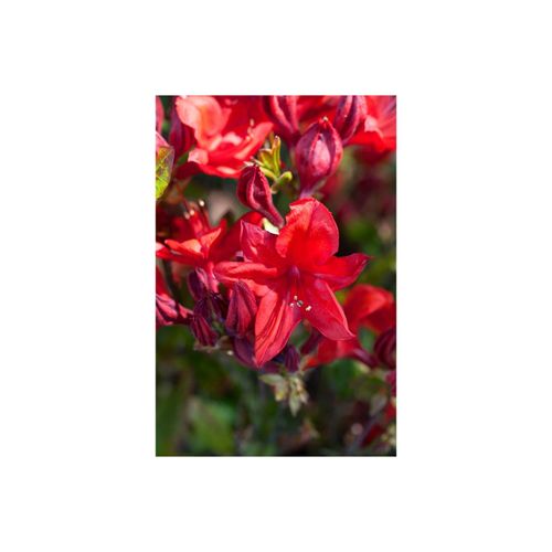 4063654074977 - Rhododendron luteum Royal Command gelb 30–40 cm 4063654074977 - Rhododendron luteum Royal Command gelb 30–40 cm