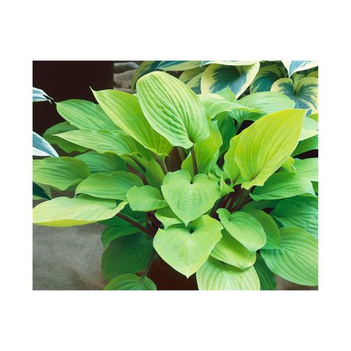 4063654300175 - Hosta x cultFire Island Funkie gelbgrün ca 9x9 cm Topf