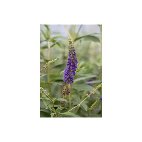 4063654272397 - Buddleja davidii Empire Blue Schmetterlingsflieder blau 80–100 cm 4063654272397 - Buddleja davidii Empire Blue Schmetterlingsflieder blau 80–100 cm