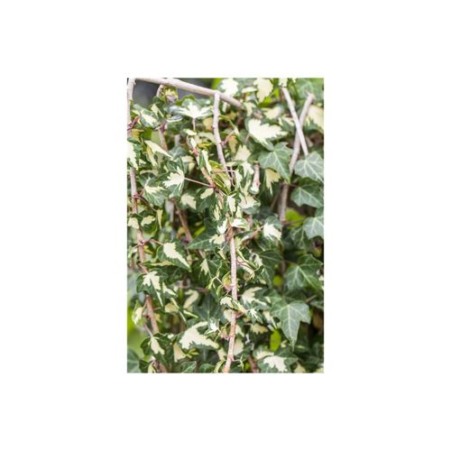 4063654242796 - Hedera helix Goldheart Efeu gelb-grün 100–150 cm