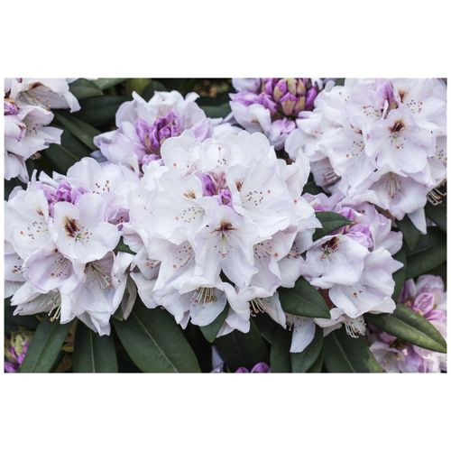 4063654093954 - Rhododendron Hybr Bismarck Rhododendron rosa 30–40 cm 4063654093954 - Rhododendron Hybr Bismarck Rhododendron rosa 30–40 cm