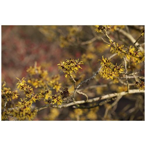 4063654319566 - Hamamelis intermedia Westerstede Zaubernuss gelb 40–60 cm