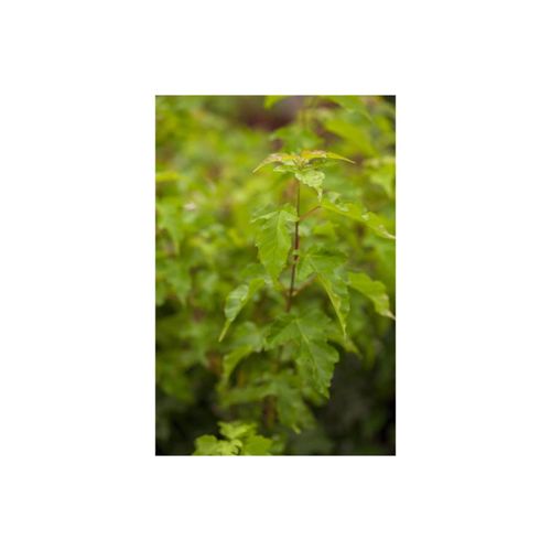 4063654255253 - Acer ginnala Feuer-Ahorn 60–100 cm leuchtend rot 4063654255253 - Acer ginnala Feuer-Ahorn 60–100 cm leuchtend rot