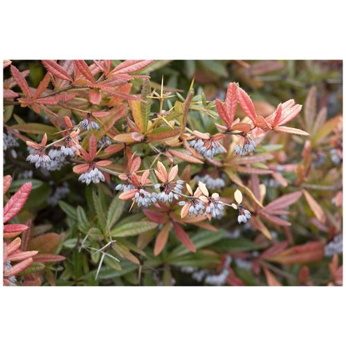 4063654260509 - Berberis julianae Immergrüne Berberitze 25–30 cm 4063654260509 - Berberis julianae Immergrüne Berberitze 25–30 cm