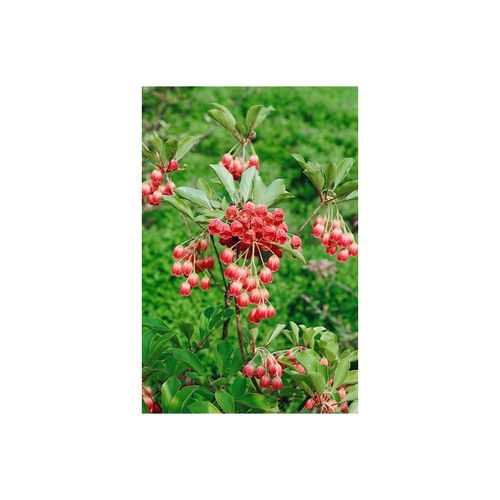 4063654234111 - Enkianthus campanulatus Ruby Glow Glockenstrauch rot 30–40 cm