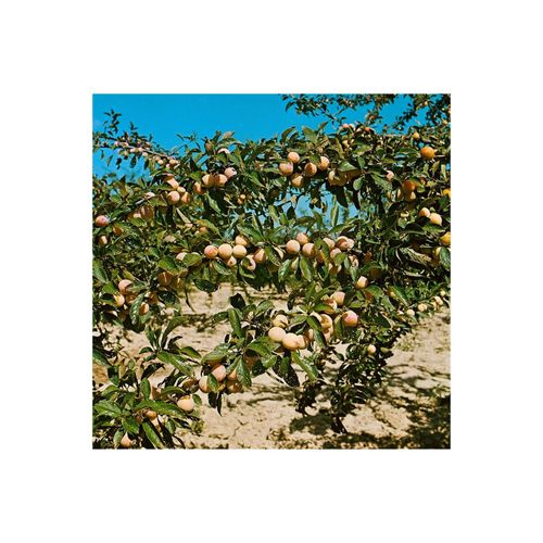 4063654232100 - Prunus armeniaca Nancy Aprikose Aprikose 150–200 cm 4063654232100 - Prunus armeniaca Nancy Aprikose Aprikose 150–200 cm