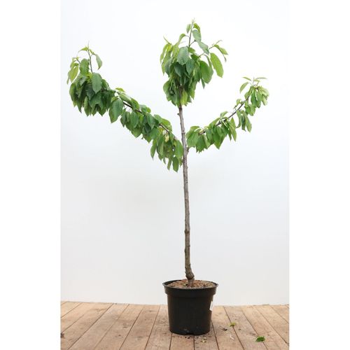 4063654247050 - Prunus avium Büttners Roter Knorpel Süßkirsche 150–200 cm