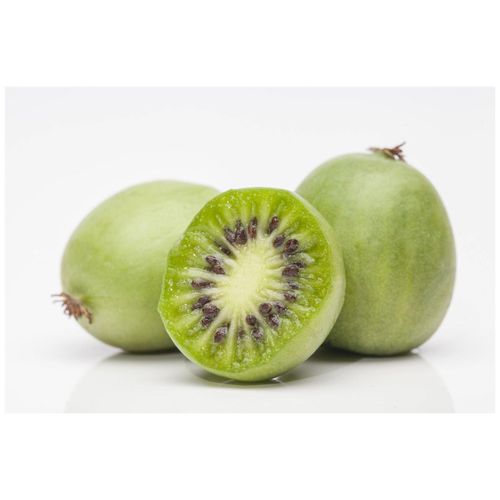 4063654238607 - Actinidia arguta Weiki -R- Kiwi selbstfruchtend 60–100 cm 4063654238607 - Actinidia arguta Weiki -R- Kiwi selbstfruchtend 60–100 cm
