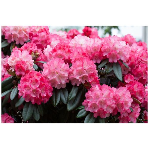 4063654097143 - Rhododendron yakushimanum Fantastica rosa-rot 30–40 cm