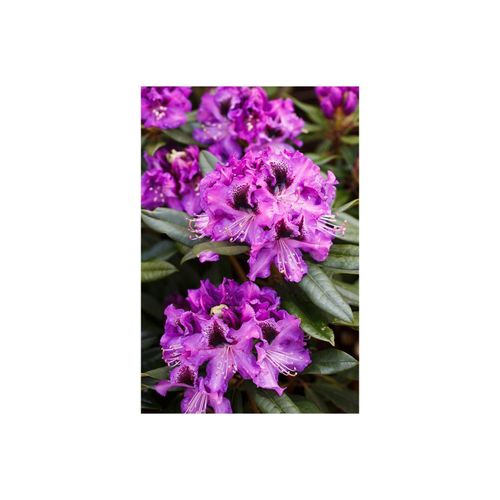 4063654327127 - Rhododendron Hybr Blaue Jungs blau 40–50 cm