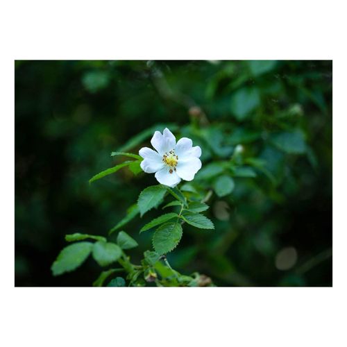 4063654315933 - Rosa multiflora Vielblütige Rose 60–100 cm