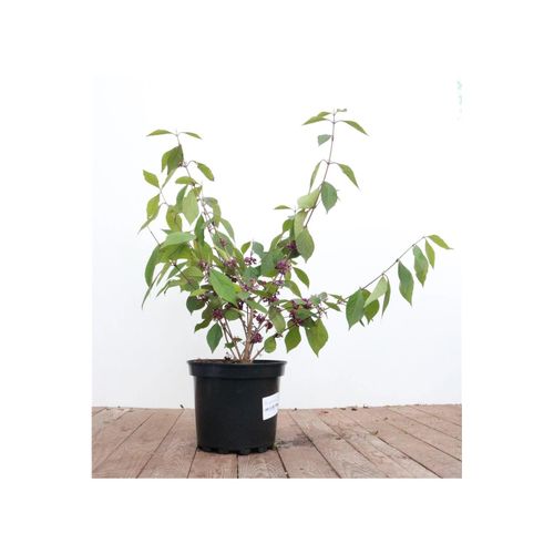 4063654260011 - Callicarpa bodinieri Profusion Schönfrucht violette Beeren 60–80 cm 4063654260011 - Callicarpa bodinieri Profusion Schönfrucht violette Beeren 60–80 cm