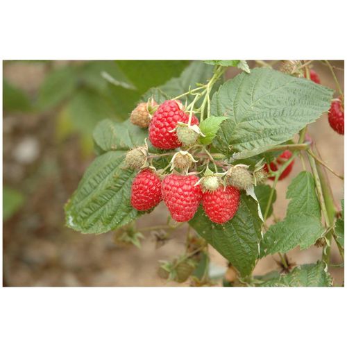 4063654838791 - Rubus idaeus Glen Ample Himbeere 40–50 cm 4063654838791 - Rubus idaeus Glen Ample Himbeere 40–50 cm