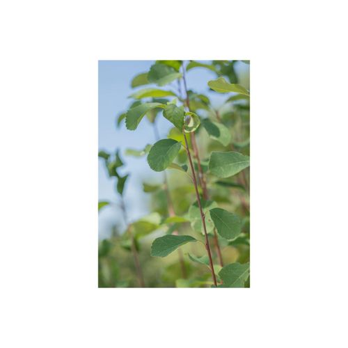 4063654001843 - Amelanchier alnifolia Obelisk Felsenbirne aufrecht 40–60 cm