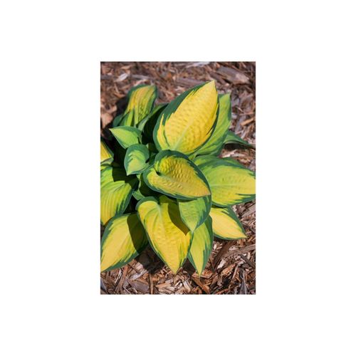 4063654300267 - Hosta x fortunei Orange Marmalade Funkie grün-gelb ca 9x9 cm Topf