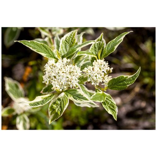 4063654229360 - Cornus alba Sibirica Variegata Hartriegel weiß-bunt 100–150 cm