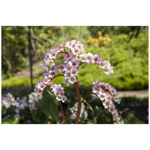 4063654289753 - Bergenia cordifolia Schneekönigin Riesensteinbrech weiß ca 11x11 cm Topf