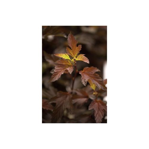 4063654251712 - Physocarpus opulifolius Diable dOr Blasenspiere 40–60 cm rotlaubig