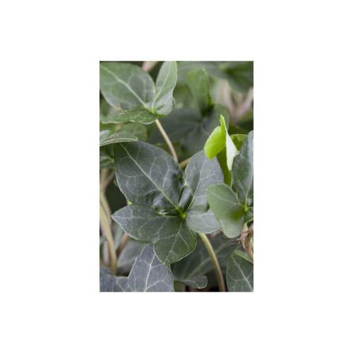 4063654240556 - Hedera helix Plattensee Efeu immergrün 60–100 cm
