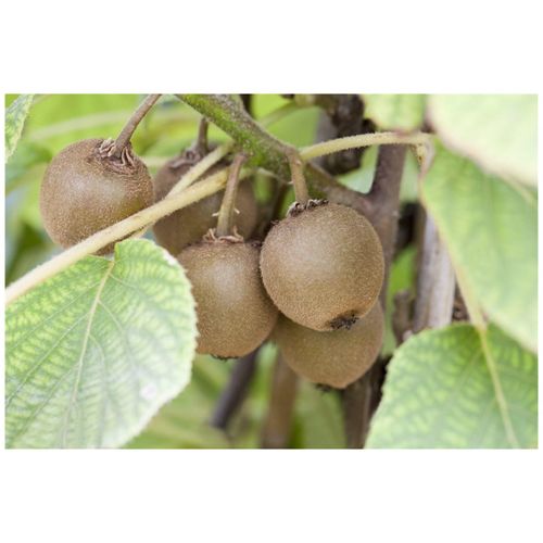 4063654267768 - Actinidia chinensis Boskoop Kiwi 60–100 cm
