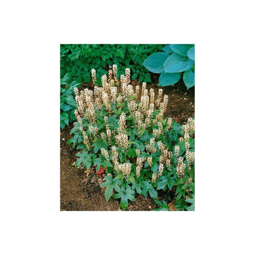 4063654313335 - Tiarella laciniata Pink Bouquet Schaumblüte rosa ca 9x9 cm Topf
