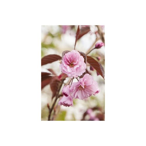 4063654344889 - Prunus serrulata Royal Burgundy Zierkirsche dunkelrosa 125–150 cm 4063654344889 - Prunus serrulata Royal Burgundy Zierkirsche dunkelrosa 125–150 cm