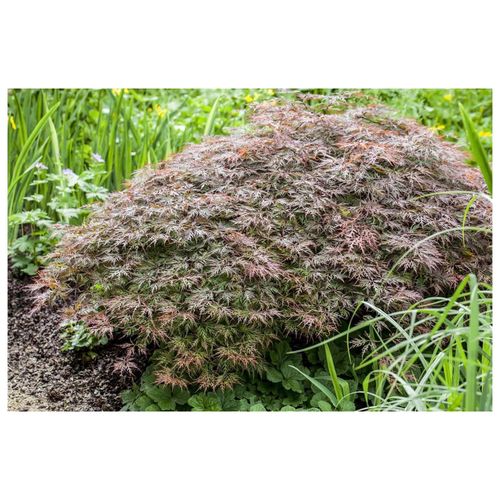 4063654001478 - Acer palmatum Dissectum Garnet Japanischer Ahorn rotlaubig 60 cm Stammhöhe