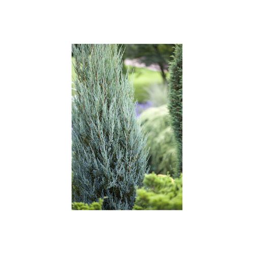 4063654814801 - Juniperus scopulorum Blue Arrow Säulenwacholder blaugrün 60–80 cm 4063654814801 - Juniperus scopulorum Blue Arrow Säulenwacholder blaugrün 60–80 cm