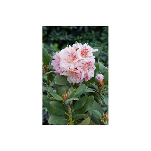 4063654077800 - Rhododendron Hybr Double Dots rosa-weiß 30–40 cm