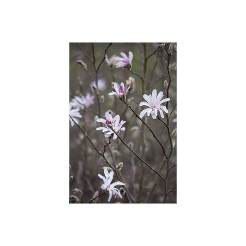 4063654240495 - Magnolia soulangiana Tulpen-Magnolie rosa-weiß 60–80 cm 4063654240495 - Magnolia soulangiana Tulpen-Magnolie rosa-weiß 60–80 cm