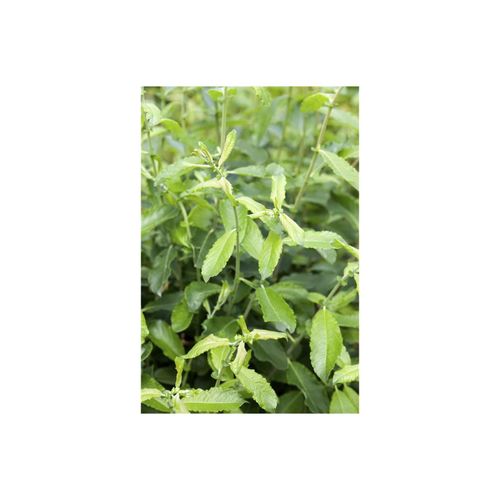 4063654850564 - Salix cinerea Grau-Weide 60–100 cm