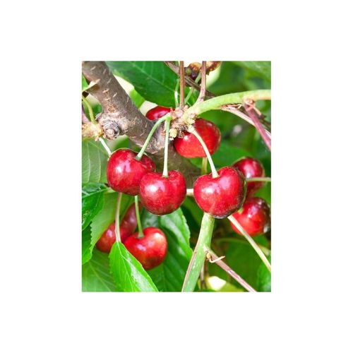 4063654250920 - Prunus avium Burlat Süßkirsche rot 150–200 cm 4063654250920 - Prunus avium Burlat Süßkirsche rot 150–200 cm