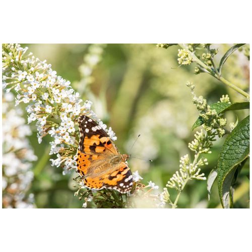 4063654002376 - Buddleja Revee de Papillon Lavander® Schmetterlingsflieder lavendel 60–80 cm 4063654002376 - Buddleja Revee de Papillon Lavander® Schmetterlingsflieder lavendel 60–80 cm