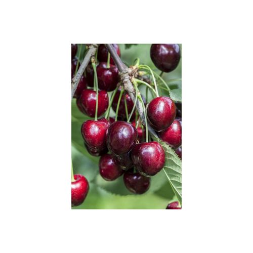 4063654224457 - Prunus avium Kordia -R- Süßkirsche 150–200 cm