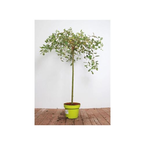 4063654025160 - Salix caprea Pendula Kätzchenweide hängend 40 cm Stammhöhe 4063654025160 - Salix caprea Pendula Kätzchenweide hängend 40 cm Stammhöhe