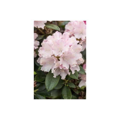 4063654086826 - Rhododendron yakushimanum Schneekrone weiß 20–25 cm 4063654086826 - Rhododendron yakushimanum Schneekrone weiß 20–25 cm