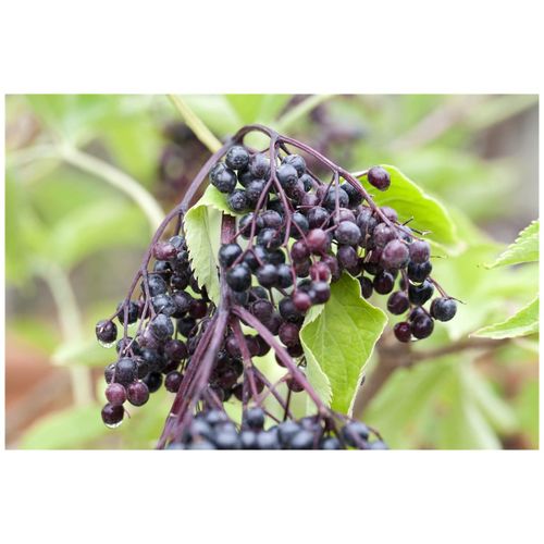 4063654224945 - Sambucus nigra Haschberg Schwarzer Holunder 40–60 cm ertragreich 4063654224945 - Sambucus nigra Haschberg Schwarzer Holunder 40–60 cm ertragreich