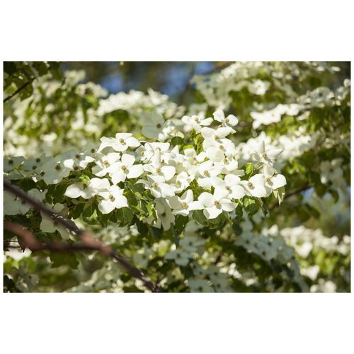 4063654254812 - Cornus florida Blumen-Hartriegel 60–80 cm weiße Blüten