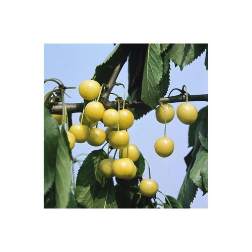 4063654255048 - Prunus avium DönissGelbe Knorpelk Süßkirsche gelb 150–200 cm
