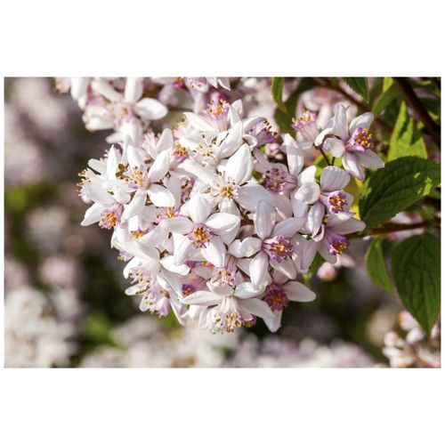 4063654816034 - Deutzia rosea Yuki Snowflake Maiblumenstrauch weiß 40–60 cm