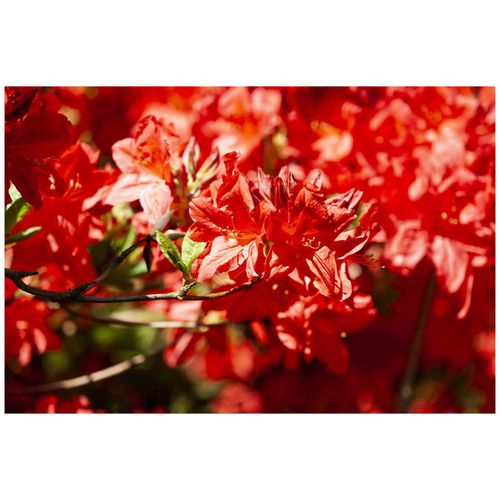 4063654067870 - Rhododendron luteum Fireball gelb-orange 40–50 cm