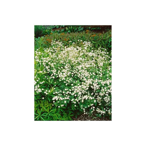 4063654309383 - Ranunculus aconitifolius Pleniflorus weiß ca 9x9 cm Topf 4063654309383 - Ranunculus aconitifolius Pleniflorus weiß ca 9x9 cm Topf