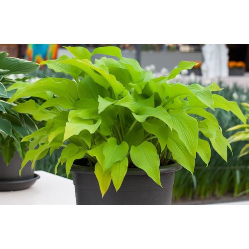 4063654300458 - Hosta x fortunei Sun Power Funkie gelbgrün ca 9x9 cm Topf 4063654300458 - Hosta x fortunei Sun Power Funkie gelbgrün ca 9x9 cm Topf