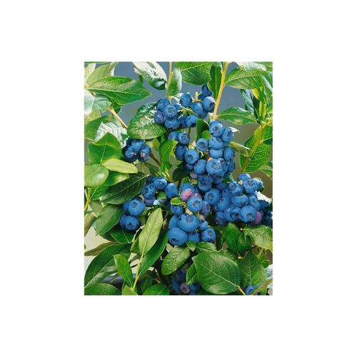 4063654848912 - Vaccinium corymbosum Patriot Heidelbeere 40–60 cm ertragreich