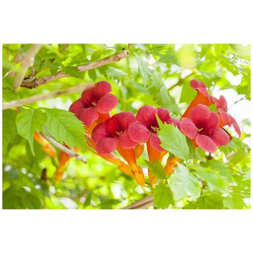4063654225294 - Campsis radicans Flamenco Trompetenblume leuchtend rot 40–60 cm