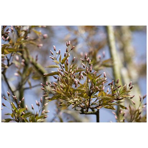 4063654001874 - Amelanchier arborea Robin Hill Felsenbirne rosa Blüten 80–100 cm