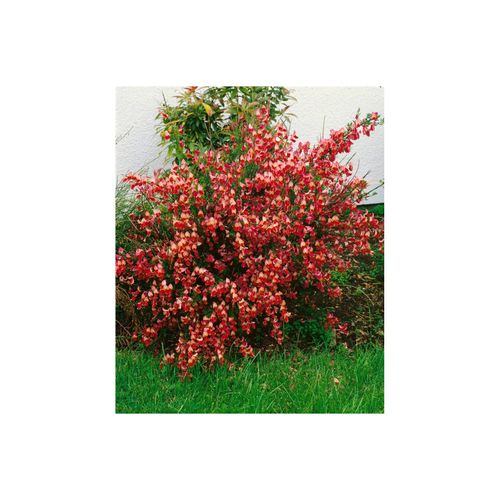 4063654319245 - Cytisus scoparius La Coquette Besenginster zweifarbig 40–60 cm