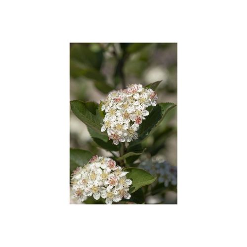 4063654817130 - Aronia arbutifolia Brilliant Rote Apfelbeere 60–80 cm