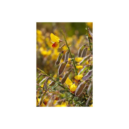 4063654319221 - Cytisus scoparius Jessica Besenginster gelb-rot 40–60 cm 4063654319221 - Cytisus scoparius Jessica Besenginster gelb-rot 40–60 cm